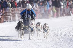 Lenk 2013